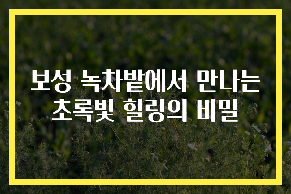 보성 녹차밭에서 만나는 초록빛 힐링의 비밀