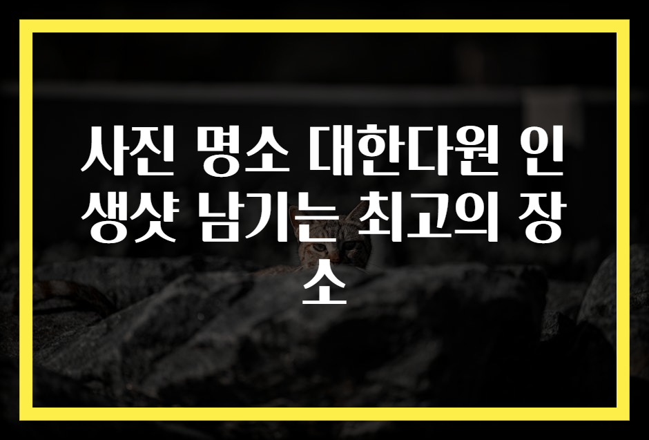 사진 명소 대한다원 인생샷 남기는 최고의 장소