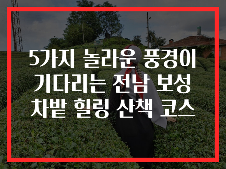 5가지 놀라운 풍경이 기다리는 전남 보성 차밭 힐링 산책 코스