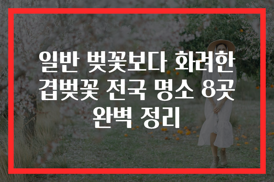 일반 벚꽃보다 화려한 겹벚꽃 전국 명소 8곳 완벽 정리
