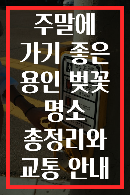 주말에 가기 좋은 용인 벚꽃 명소 총정리와 교통 안내