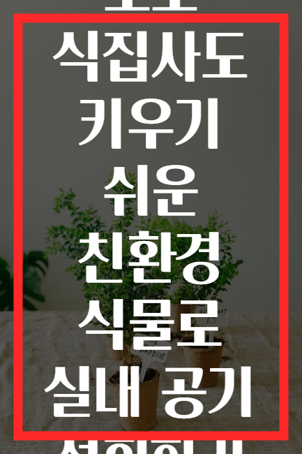 초보 식집사도 키우기 쉬운 친환경 식물로 실내 공기 정화하기