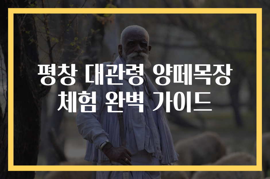평창 대관령 양떼목장 체험 완벽 가이드