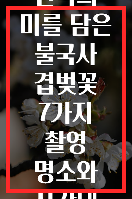 한국의 미를 담은 불국사 겹벚꽃 7가지 촬영 명소와 시간대