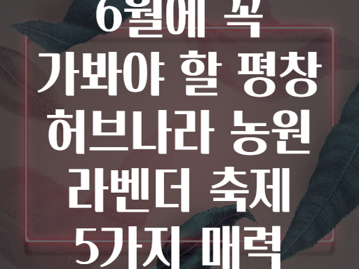 6월에 꼭 가봐야 할 평창 허브나라 농원 라벤더 축제 5가지 매력
