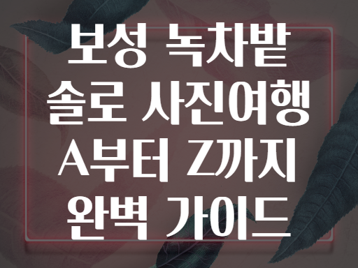 보성 녹차밭 솔로 사진여행 A부터 Z까지 완벽 가이드